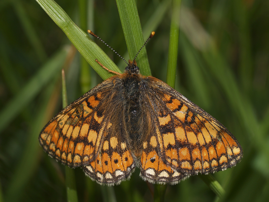 Euphydryas aurinia 1