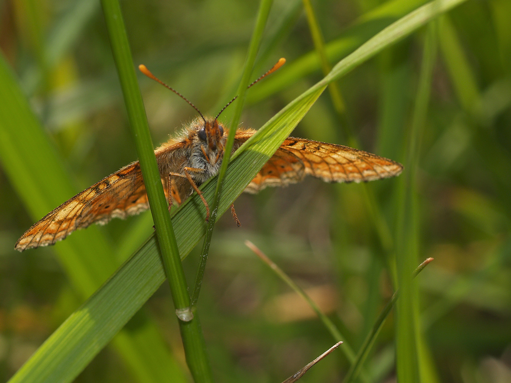 Euphydryas aurinia 2