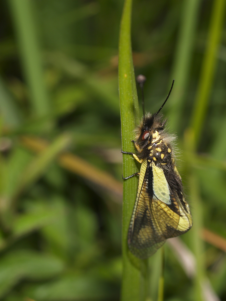 Libelloides Coccajus 1