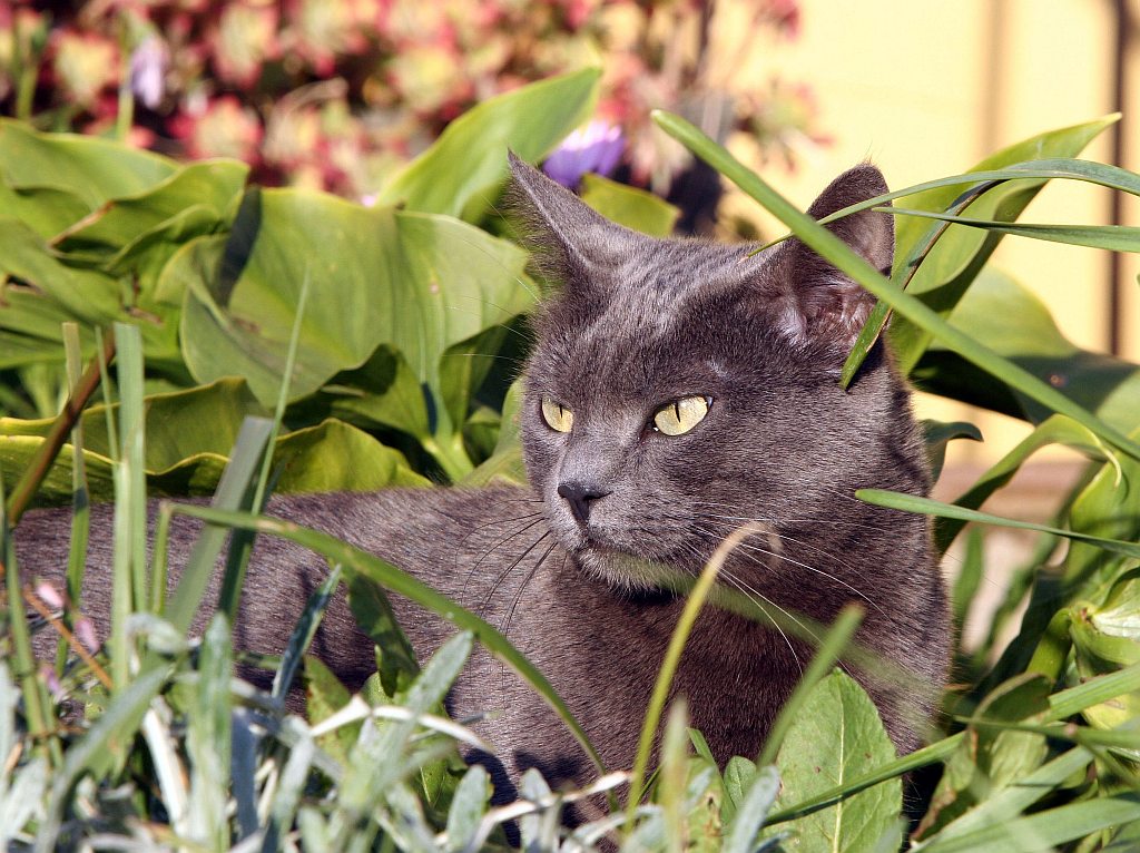 Il riposo del Certosino