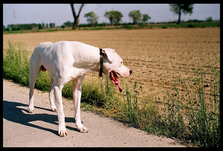 IL RIPOSO DEL CAMPIONE