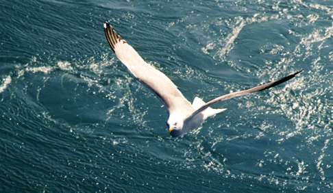 il gabbiano dalla nave