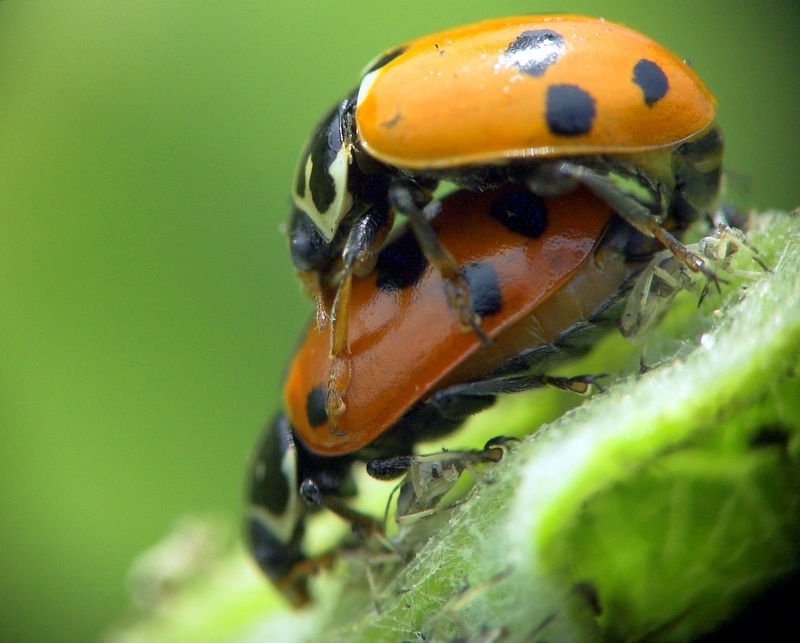 Coccinelle in love