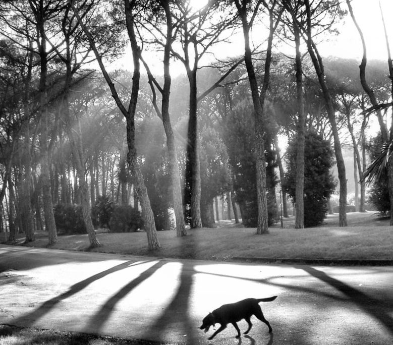 la leggerezza delle ombre...