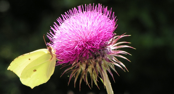Farfalli in controluce