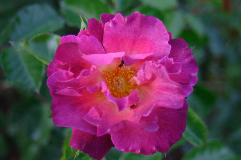 Rosa 1