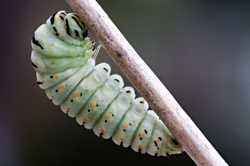 Pronto per la metamorfosi