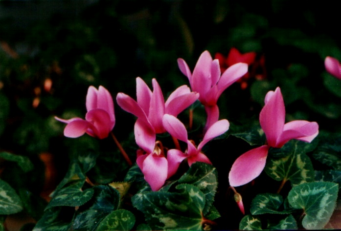 Ciclamini
