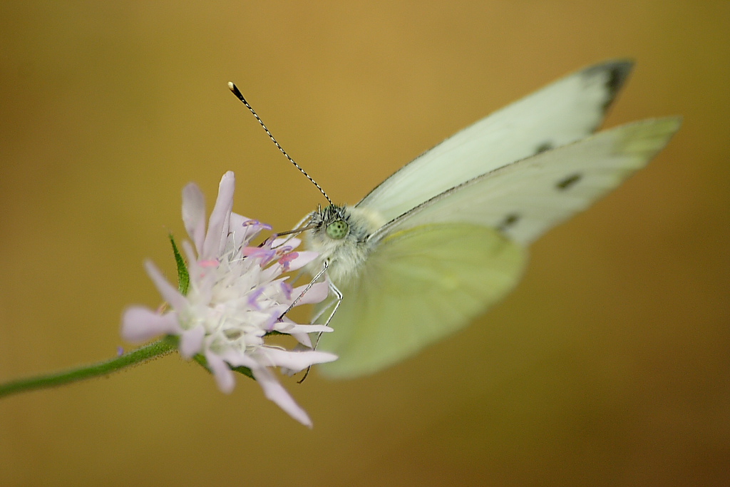 Farfallina Farfallina