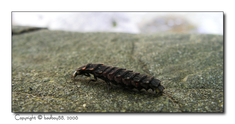 Una sorta di millepiedi