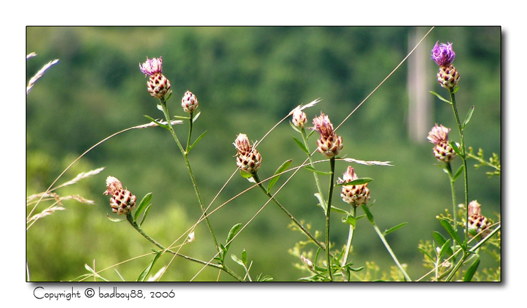 Macro sullo strapiombo