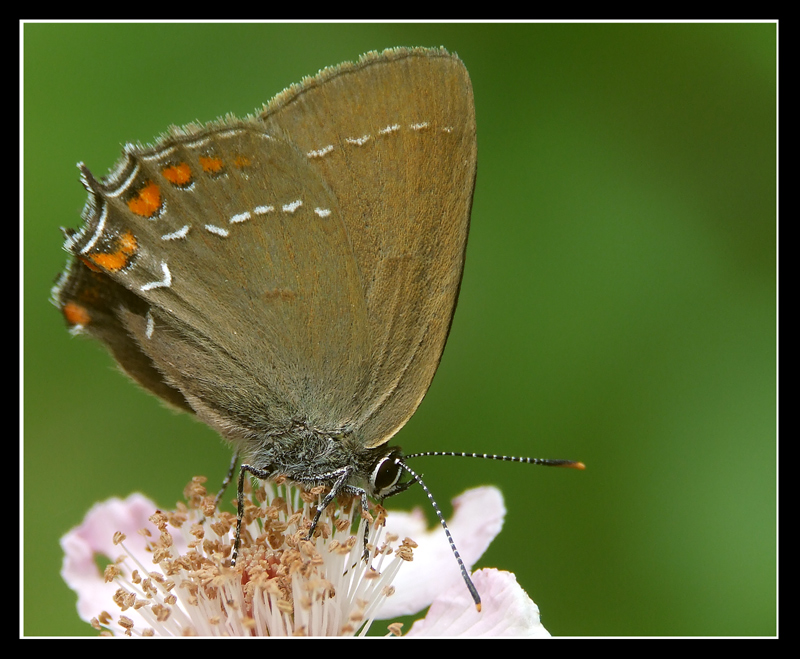 Tecla del legno (Satyrium ilicis)