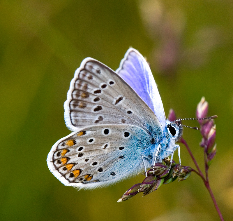 Finalmente una Farfalla! (licenide)