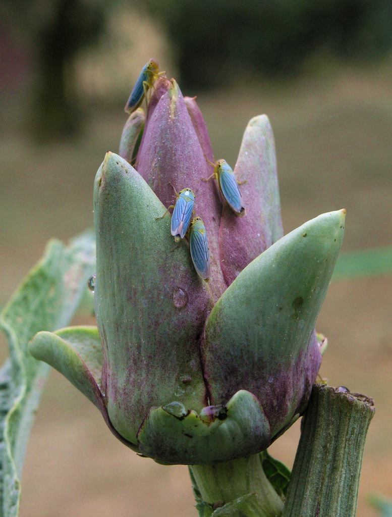 turchese (la scalata)