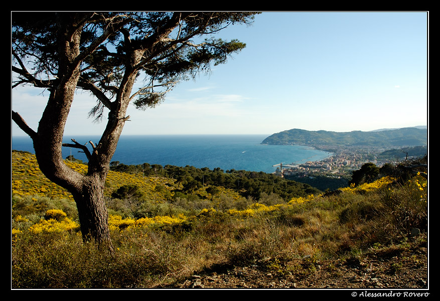 Ginestre su Diano marina