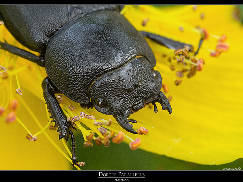 Dorcus Parallelus