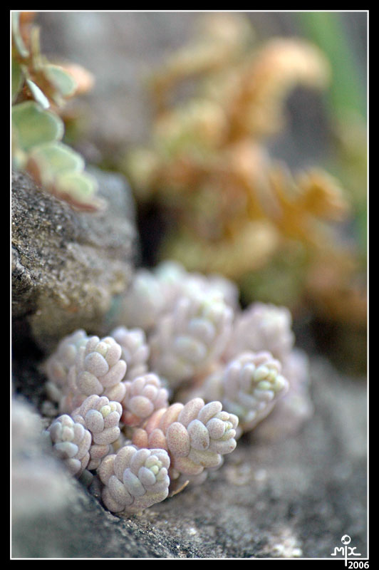 Barriera "Murallina"