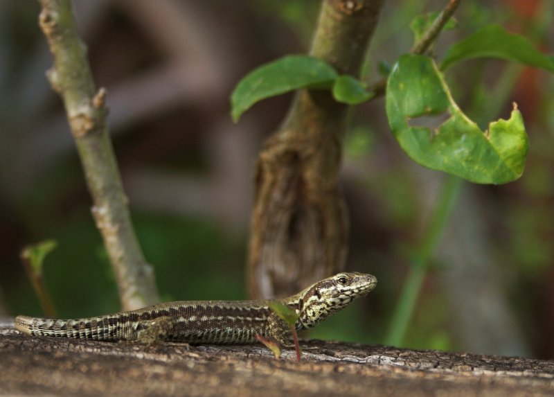 lucertolina...eos350D+?
