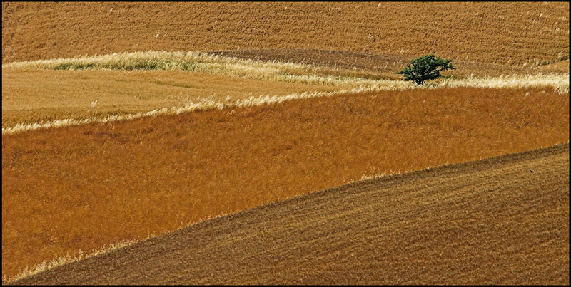 aspettando la trebbiatura