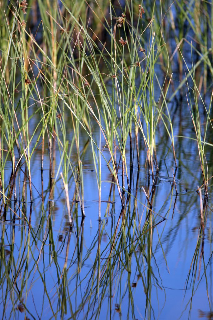 Simmetrie nel padule