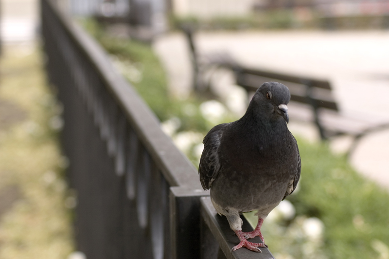 la passeggiata del piccione