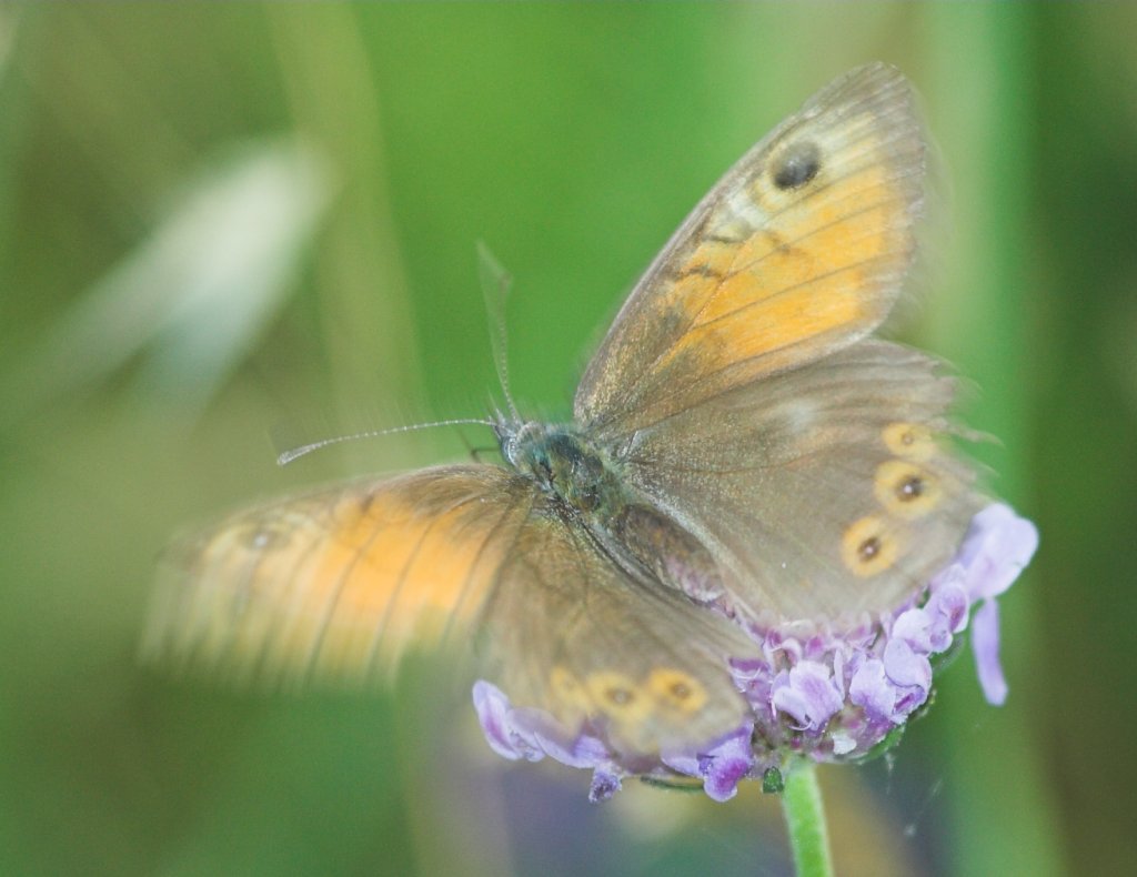 Soffice Farfallina!!!