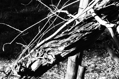 Un groviglio di pensieri...