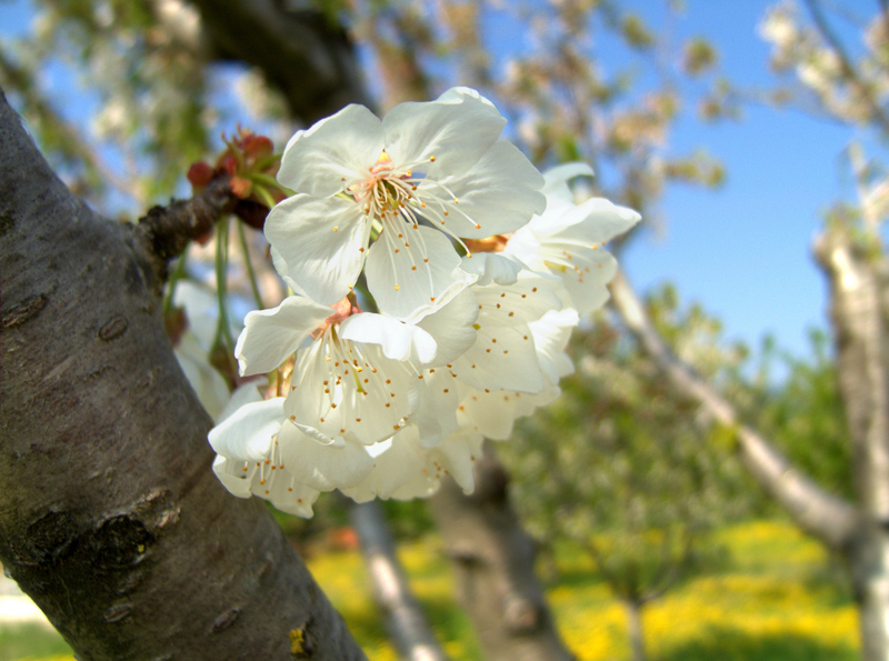 fior di ciliegio
