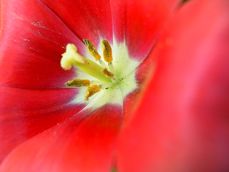 macro Tulipano