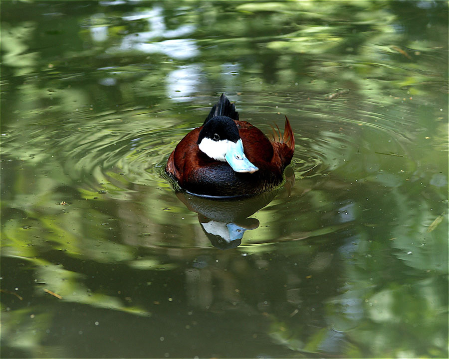 anatra allo specchio