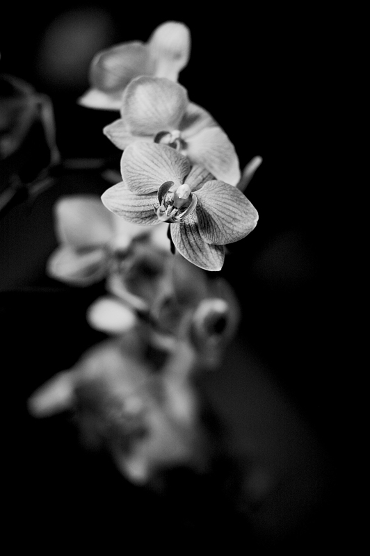 Orchidea..