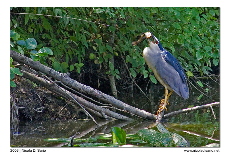 Nitticora vs Pesce Gatto
