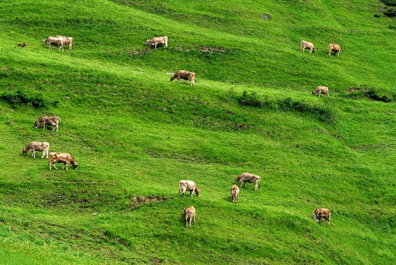 Mucche al pascolo!