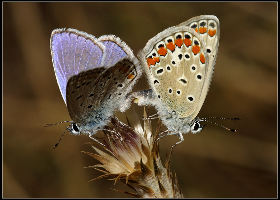 Butterflies in love