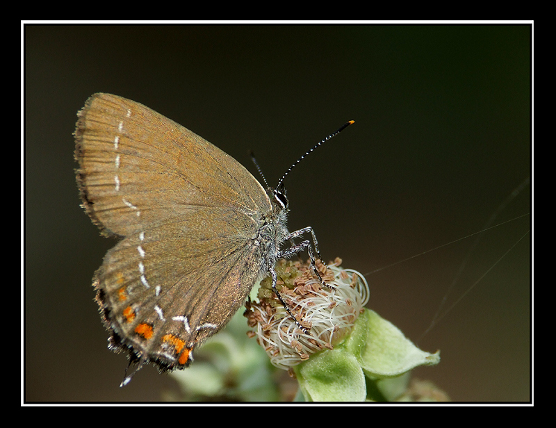 Ancoraggio (Satyrium ilicis)