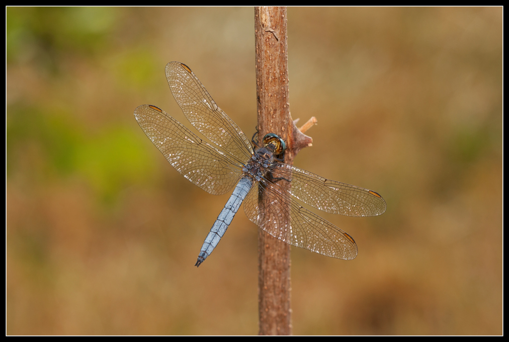 Libellula storta