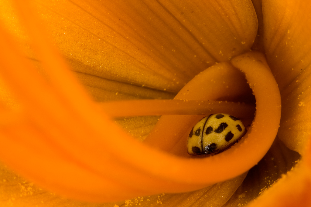 Coccinella gialla