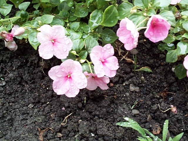 Fiorellini con ruggiada