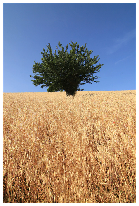 Lonely Tree (Differetn Cut)