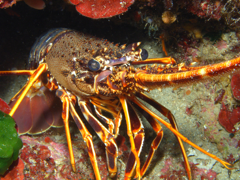 Palinurus vulgaris, giovincello