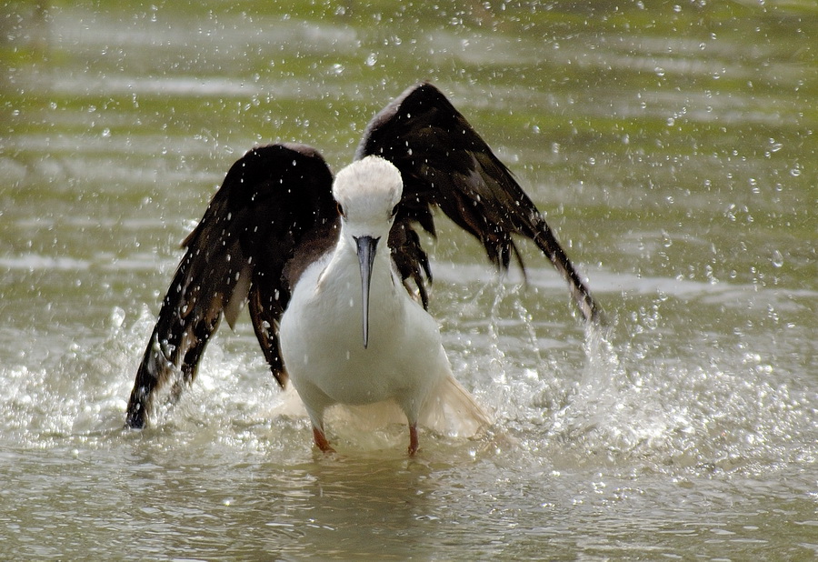 Cavaliere Pipistrello