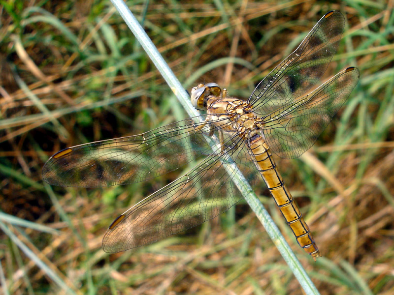 Inseguendo una libellula in un prato.....