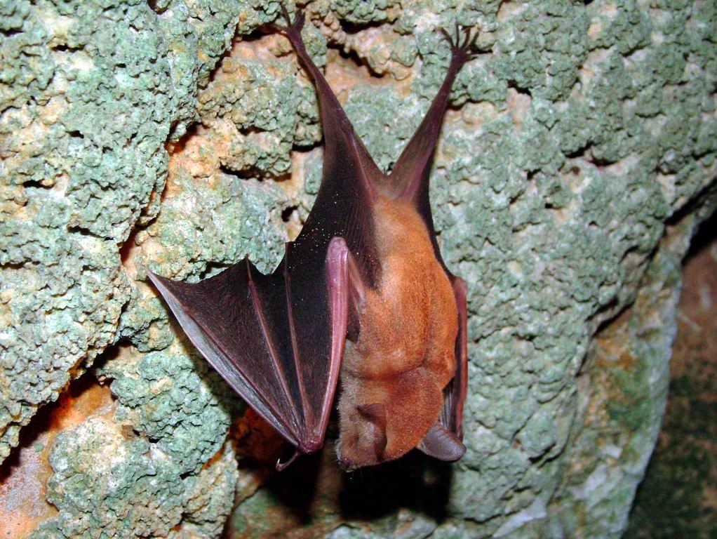 ho un sonno bestiale