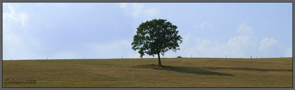 albero solitario