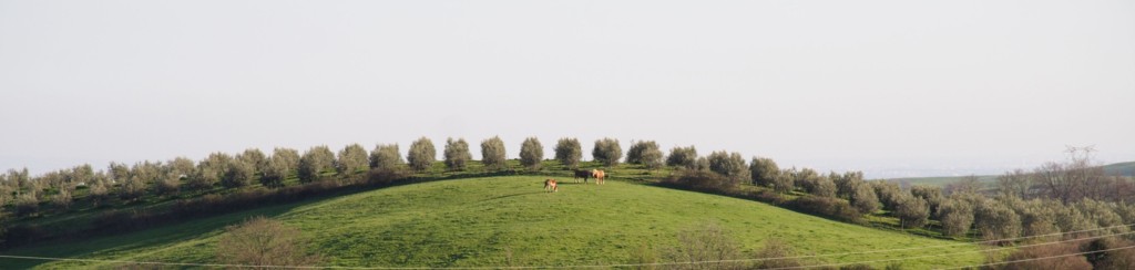 collina con ulivi