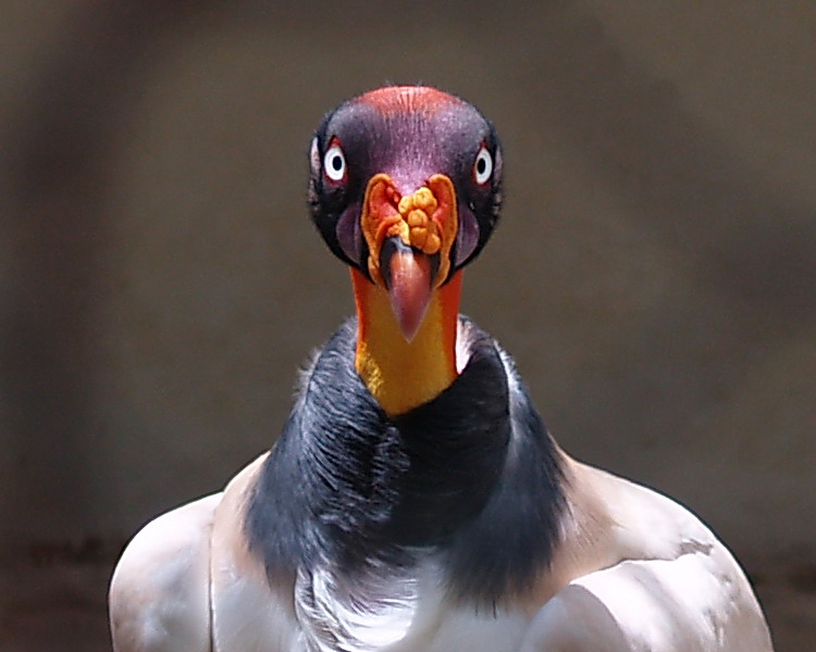 Con uno sguardo cos�...