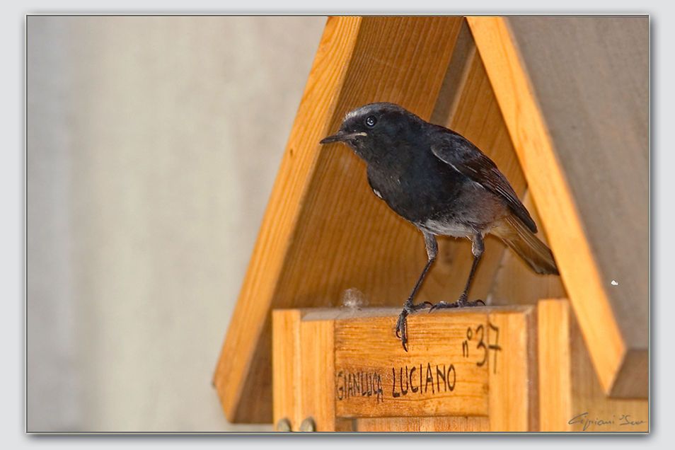 Uno spazzacamino portelettere.