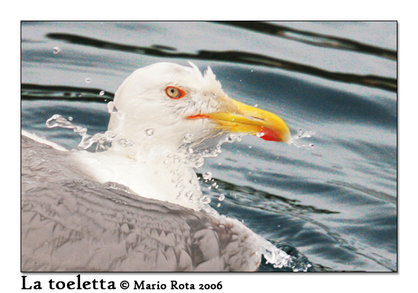 La Toeletta [gabbiano]