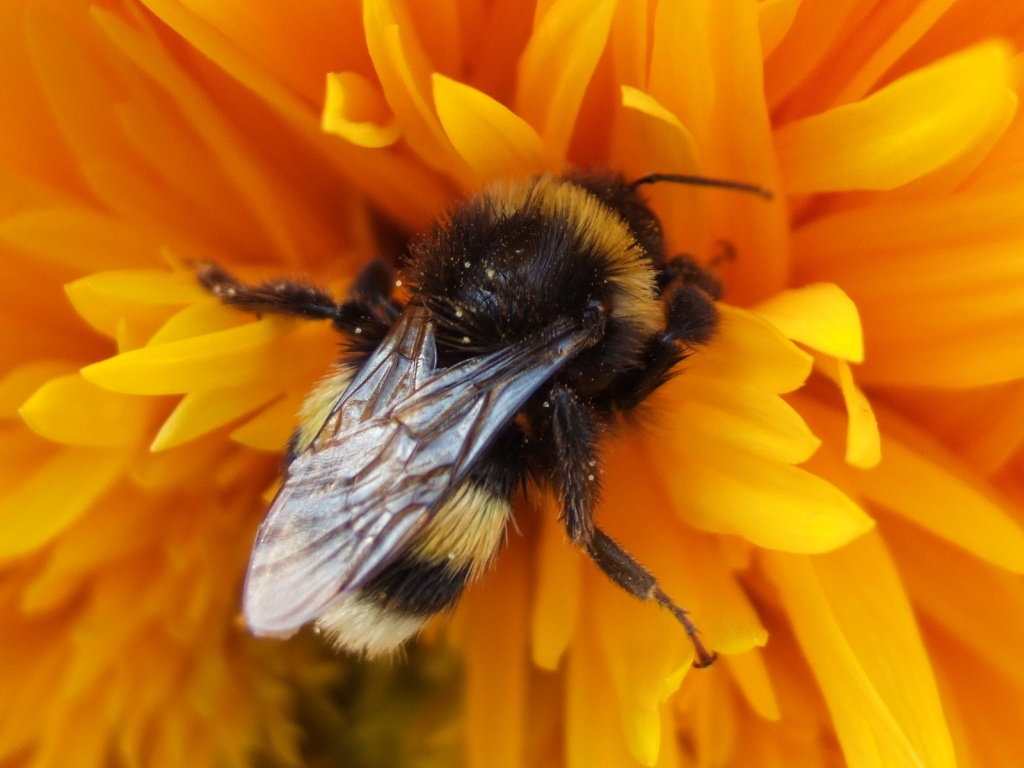 l'ape ed il fiore (2)