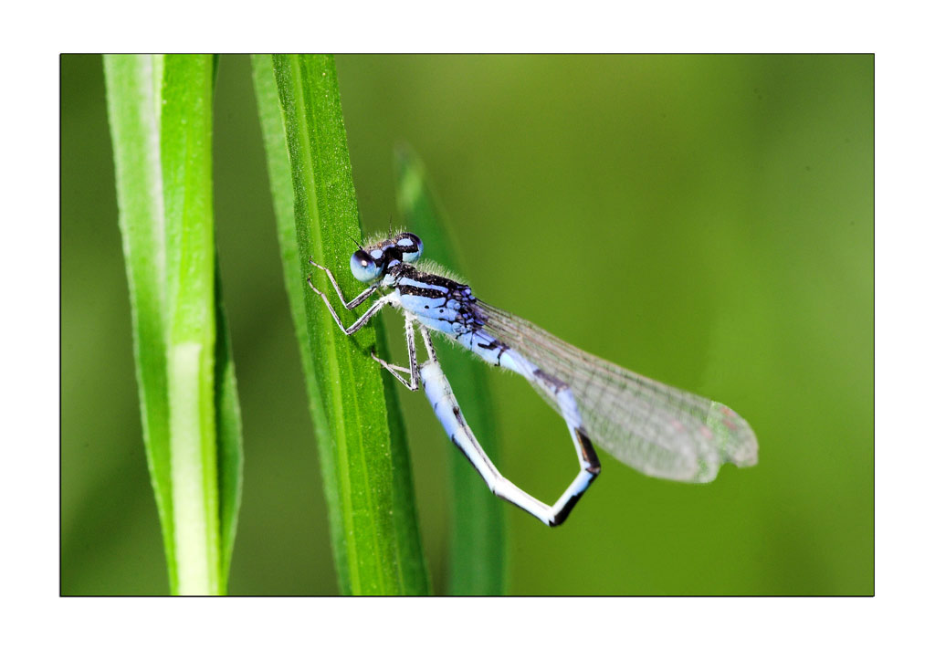 Familiar Bluet Damselflies#1